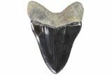Serrated, Fossil Megalodon Tooth - Georgia #88669-2
